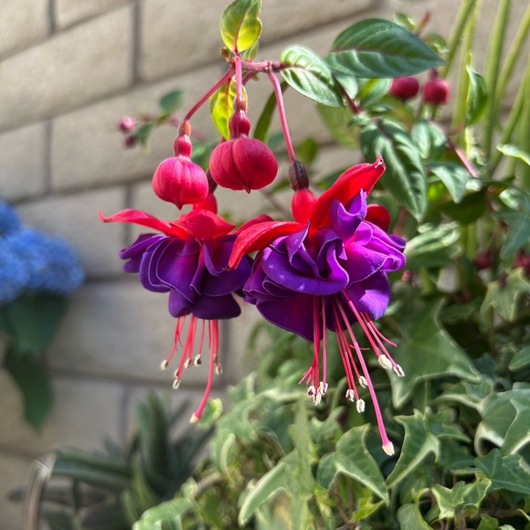 Meet your Posher, Nina - Picture 4 of 13